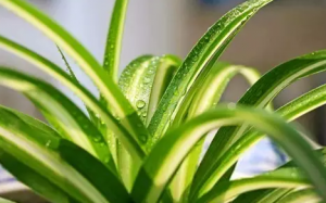 办公室空气净化能力比较强的植物，推荐养几颗！