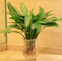 这六种绿植很适合水培，清凉又能净化空气