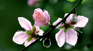 雨水丨好雨知时节，当春乃发生