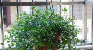 什么植物能吸苯？吸苯的植物靠谱吗？