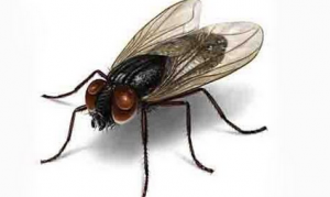 消不灭的家居污染生物——蟑螂、苍蝇