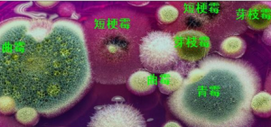 常见污染物——霉菌也能致癌！