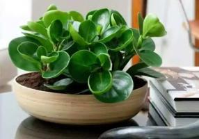 绿植真的可以除甲醛吗？